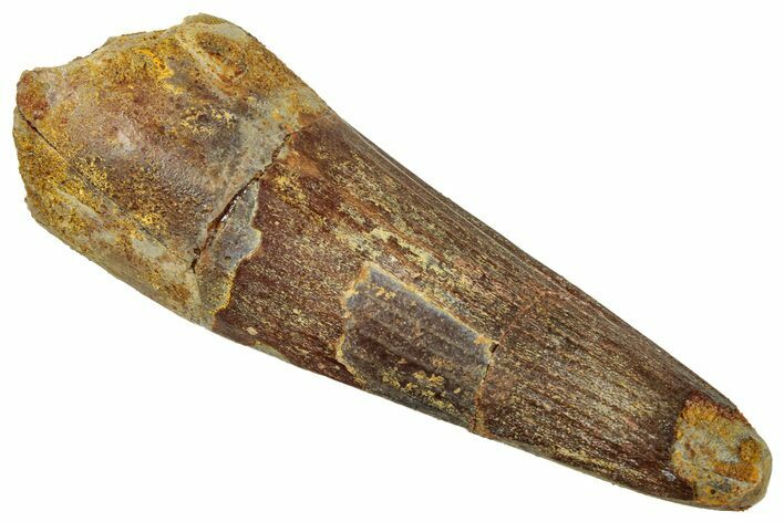 Fossil Spinosaurus Tooth - Real Dinosaur Tooth #329567